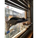 Ata Home Cama  Asılan Yapışan Ahşap Kedi Yatağı Vantuzlu - Görsel 2