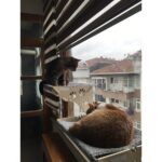 Ata Home Cama  Asılan Yapışan Ahşap Kedi Yatağı Vantuzlu - Görsel 3