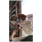 Ata Home Cama  Asılan Yapışan Ahşap Kedi Yatağı Vantuzlu - Görsel 4