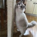 Alfa Tasarım Kedi Tırmalama Ipi 4 Mm X 50 Metre - Görsel 3