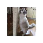 Alfa Tasarım Kedi Tırmalama Ipi 5 Mm X 25 Metre - Görsel 3