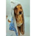 Utd Pet Fluffy Köpek Battaniyesi/yer Matı - Görsel 2