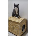 Zekimöble Dış Mekan Yağmura Ve Soğuğa Dayanıklı Osb Kedi Evi (deniz Tutkallı) Kedi Evi Ahşap - Görsel 2
