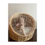 Beyaz Atölye Kedi Köpek Sepeti Büyük Boy - Görsel 2