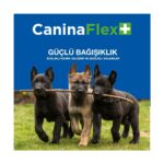 Canina Flex Collagen Glukozamin. 3 Adet Köpekler Için Yeni Nesil Kemik Kas Eklem ve Kıkırdak Desteği.Köpek Gelişim Seti. - Görsel 4