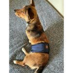 Utd Pet Erkek Köpek Ciş Bel Bandı Külot Pedli Yıkanabilir