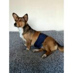 Utd Pet Erkek Köpek Ciş Bel Bandı Külot Pedli Yıkanabilir - Görsel 3