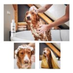 Greenwich Vücut ve Pati Şampuanı Bit Pire Kene Parazit Uzaklaştırıcı Tahriş Giderici Vegan Organik Kedi Köpek 400 ml - Görsel 5