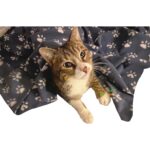 Ecotton Works Pati Desenli Kedi Köpek Evcil Hayvan Polar Battaniye Antrasit Gri Renk 70CM X90CM - Görsel 3