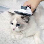 Cool Toolls Cooltoolls Kedi Köpek Tarağı Tüy Temizleme Otomatik Temizlenen Tüy Tarağı Kendi Kendini Temizleyen - Görsel 2