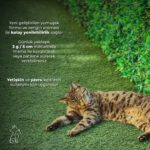 Kahu Naturals Calming Relief Paste, Bitkisel Içerikli Kediler Için Sakinleştirici Rahatlatıcı Malt, 100 ml - Görsel 5