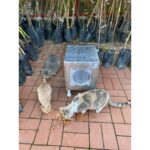 Narım Kedi Yuvası Kedi Evi Isı ve Su Yalıtımlı % 100 Korunaklı Özel Üretim 37 x 33 x 31 cm 11 mm - Görsel 5