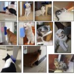 Evgereçlerim Kedi Kaşınma Aparatı Kaktüs Self Groomer - Görsel 3