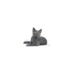 Royal Canin Dental Care Kedi Maması 1,5 Kg - Görsel 3