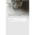 Carpex Evcil Hayvan Koku Ve Leke Giderici 500 ML - Görsel 4