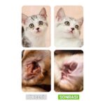 Greenwich Göz Kulak Temizleme Parmak Mendil Tahriş Giderici Hijyenik Islak Mendil Kedi Köpek Vegan Bitkisel Içerikli 50 Adet - Görsel 5