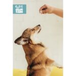 Muvicado Kedi Köpek İç Dış Parazit Damlası ve Tableti Seti - Parazit Uzaklaştırıcı Bitkisel Damla - Ödül Tablet Seti - Bit Pire Giderici Damla ( 4 İç Parazit + 4 Dış Parazit ) - Görsel 4