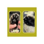 Olivacat Zeytin Çekirdeğinden Üretilen Aktif Karbonlu Doğal Tozsuz Kedi Kumu 3 Adet (24 LT) - Görsel 3