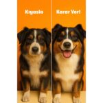 Biofeline Salmon Oil 200 Ml. (Kedi ve Köpekler Için Omega 3 ve 6 Desteği) - Görsel 2