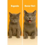 BioFeline Biotinli Tüy Dökülmesini Azaltıcı Plus B Damla 50 ml Kediler için Vitamin Desteği - Görsel 2