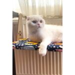 GOBYPET Kalorifer Petek Radyatör Yatağı,kedi-Köpek Yatağı, Askılı Kedi Yatağı, Hediye Paspas - Görsel 3