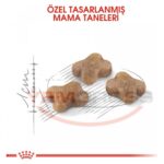 Royal Canin Kitten Yavru Kedi Maması 10 Kg - Görsel 3