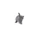 Royal Canin British Shorthair için Yavru Kedi Maması 2kg - Görsel 3