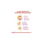 Royal Canin British Shorthair için Yavru Kedi Maması 2kg - Görsel 4