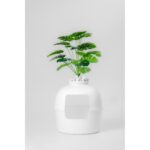 Dekorapet Dekoratif Kedi Tuvaleti/Evi Beyaz