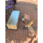 Narım Kedi Evi Kedi Yuvası Kedi Kulübesi Iç ve Dış Mekan Için Uygun Özel Tasarım %100 Isı ve Su Yalıtımlı - Görsel 3