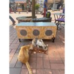 Narım Kedi Evi Kedi Yuvası Kedi Kulübesi Iç ve Dış Mekan Için Uygun Özel Tasarım %100 Isı ve Su Yalıtımlı - Görsel 5