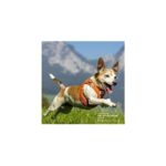 Basic Harness Air-Mesh Black Xl - Görsel 5