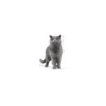 Royal Canin British Shorthair için Yaş Kedi Maması 85g - Görsel 3