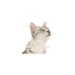 Royal Canin Sensory Koku Duyusu için Sos İçerisinde Yaş Kedi Maması 85g - Görsel 3