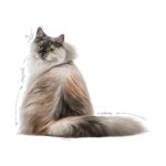 Royal Canin Hair And Skin Care 4 kg + Hair And Skin Gravy x 2 Adet Hediye - Görsel 5