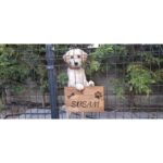 Masif Special Evcil Hayvan Kapı Isimliği - Kişiye Özel Lazer Yazılı Ahşap Köpek Kulübesi Isimliği - Masif Gürgen - Görsel 3