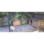 Masif Special Evcil Hayvan Kapı Isimliği - Kişiye Özel Lazer Yazılı Ahşap Köpek Kulübesi Isimliği - Masif Gürgen - Görsel 4