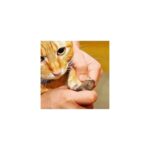 Eco Lounge Evcil Hayvan Tırnak Makası ve Törpü Seti Manikür Pedikür Pati Bakım Aleti Kaymaz Sap - Görsel 4