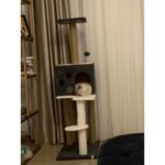 Gri Kedi Tırmalama ve Oyun Evi Platformu, Eğlenceli ve Dayanıklı Tasarım - Görsel 2