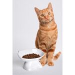 Eğimli Seramik Mama Kabı, Yüksek ve Şık Tasarım, Su ve Mama Için Ideal, Beyaz Renk - Görsel 2