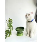 Seramik Kedi ve Köpek Su ve Mama Kabı, Ekru, Şık ve Dayanıklı Tasarım - Görsel 2