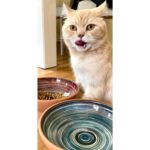 Desenli 3 Ayaklı Büyük Boy 20 cm Porselen Mama ve Su Kabı Kırmızı