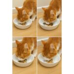 Sevimli Kedi Figürlü Seramik Mama ve Su Kabı, 13 Cm, Kaymaz, Temizliği Kolay - Görsel 3