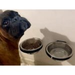 Çok Renkli Duvara Monte Köpek ve Kedi Kasesi Tutucu, 500 Ml.