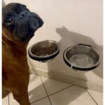 Çok Renkli Duvara Monte Köpek ve Kedi Kasesi Tutucu, 500 Ml. - Görsel 2