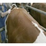 Dayanıklı Plastik Manuel Su ve Mama Kabı, Kediler ve Köpekler Için Ideal