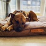 Kahverengi Yumuşak Yastık Yatak, Rahat ve Şık Evcil Hayvan Konforu Için Ideal - Görsel 2