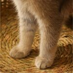 Bej Hasır Yatak, Yastıklı, Köpek ve Kedi Için Rahat ve Şık Uyku Alanı - Görsel 4