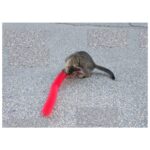 Bendegi Kedi Tırmalama Fırçası - Kedi Oyuncağı - Görsel 2