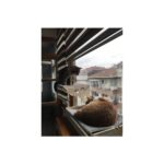 AyrStore Ata Home Ahşap Cama Yapışan Kedi Yatağı Vantuzlu - Görsel 2